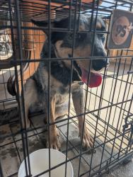 Reunited Female Dog last seen Near & Butcher, Waxahachie, TX 75165