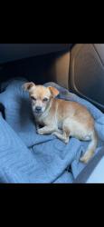 Found/Stray Male Dog last seen McClellan Business Park - corner of Peacekeeper and Luce, McClellan Park, CA 95660
