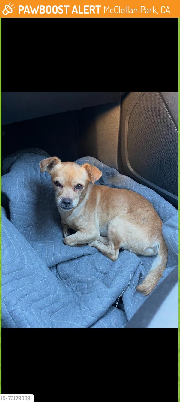 Found/Stray Male Dog last seen McClellan Business Park - corner of Peacekeeper and Luce, McClellan Park, CA 95660