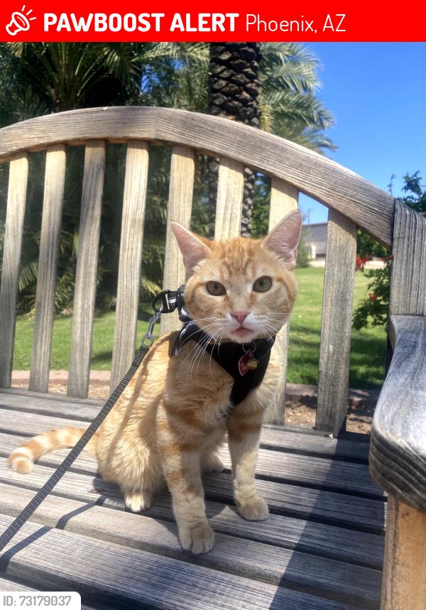 Lost Male Cat last seen Glendale & 35th Ave Northern ave, Phoenix, AZ 85051