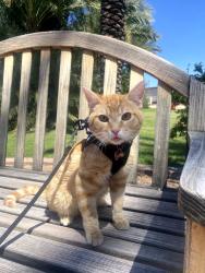 Lost Male Cat last seen Glendale & 35th Ave Northern ave, Phoenix, AZ 85051