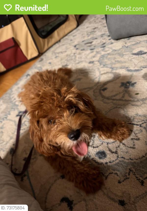 Reunited Female Dog last seen US 27, Minneola, FL 34715