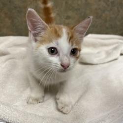 Shelter Stray Male Cat last seen Crystal Ln/Dublin Pw, City of College Station, TX, 5359 Leonard Rd, Bryan, TX 77807, USA