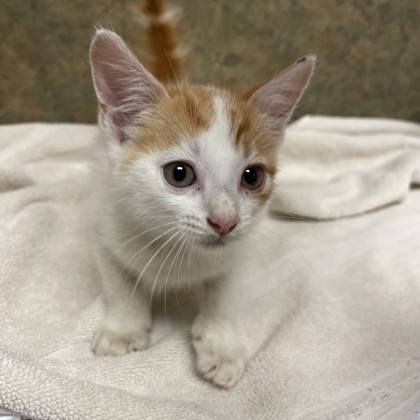 Shelter Stray Male Cat last seen Crystal Ln/Dublin Pw, City of College Station, TX, 5359 Leonard Rd, Bryan, TX 77807, USA