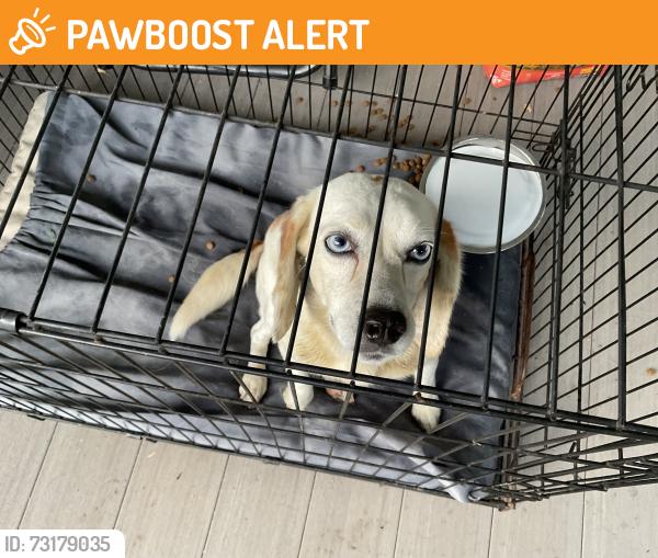 Found/Stray Female Dog last seen Dry Dridge Road, Washington County, PA 15312