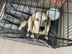 Found/Stray Female Dog last seen Dry Dridge Road, Washington County, PA 15312