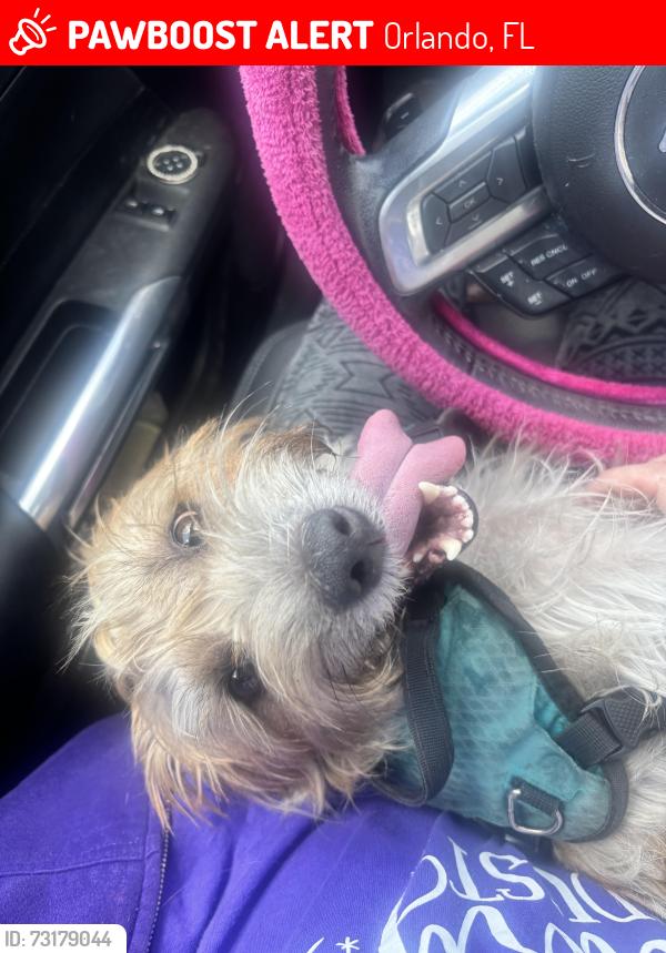 Lost Female Dog last seen Summerlin & Mills Ave, Orlando, FL 32801