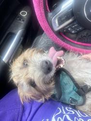 Lost Female Dog last seen Summerlin & Mills Ave, Orlando, FL 32801