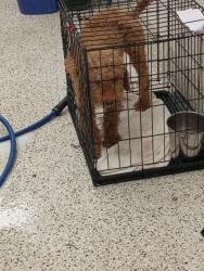 Shelter Stray Male Dog last seen Near Aerotropolis, Hapeville, GA, 1251 Fulton Industrial Blvd NW, Atlanta, GA 30336, USA