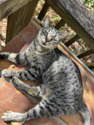Lost Female Cat last seen Carla Avenue, Trussville, AL 35173