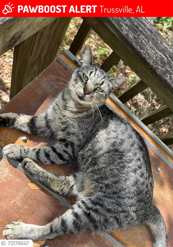 Lost Female Cat last seen Carla Avenue, Trussville, AL 35173