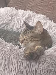 Lost Female Cat last seen 65th, Marysville, WA 98270