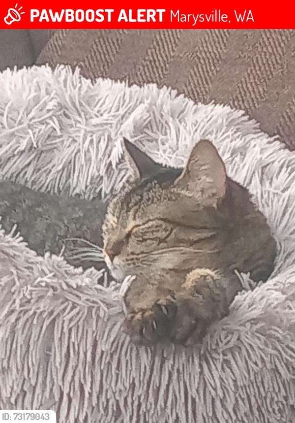 Lost Female Cat last seen 65th, Marysville, WA 98270