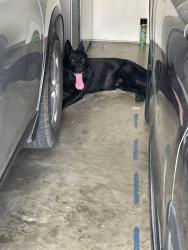 Reunited Male Dog last seen Cordia and Goodwin Drive, Mesquite, TX 75149