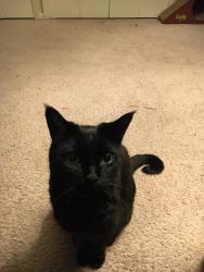 Reunited Male Cat last seen Willis x Main, Willis x N Center, Royal Oak, MI 48067