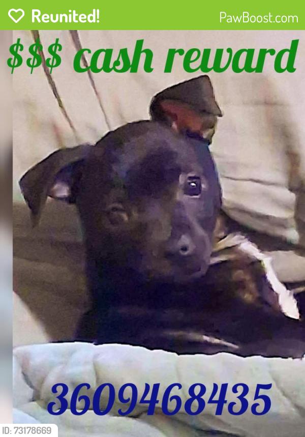 Reunited Male Dog last seen 8th street and Hudson, Longview, WA 98632