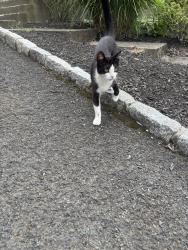 Reunited Unknown Cat last seen hse, Suffern, NY 10901
