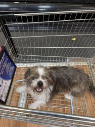 Reunited Male Dog last seen NW 58th Ct, Miami, FL 33126