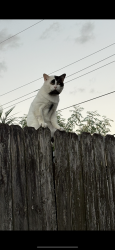 Lost Male Cat last seen Johnson Street, Hollywood, FL 33024