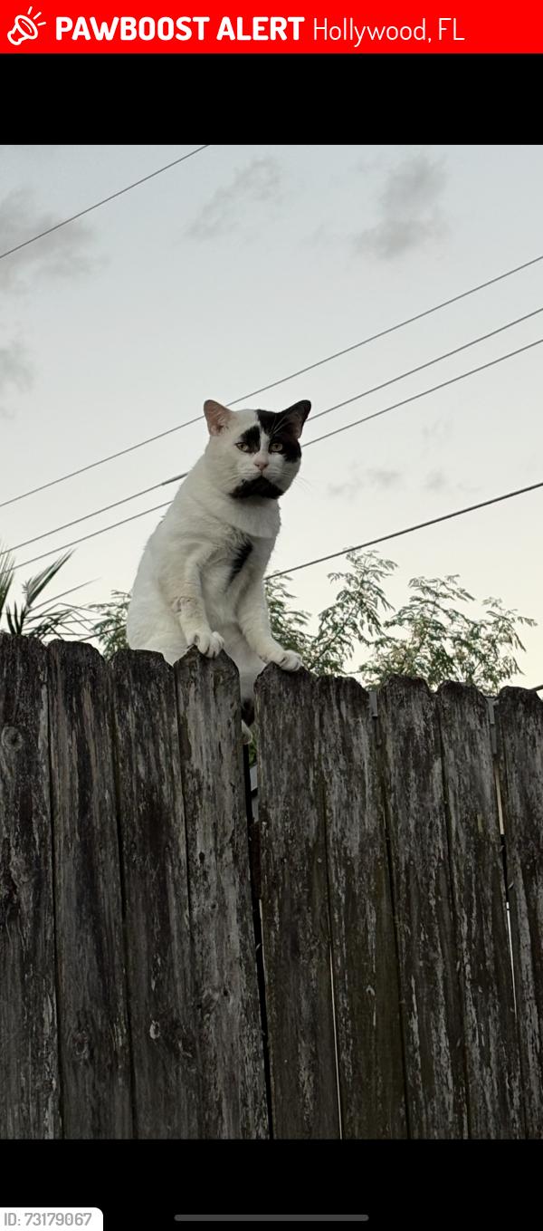 Lost Male Cat last seen Johnson Street, Hollywood, FL 33024