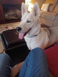 Reunited Female Dog last seen Brookridge Drive, Winston-Salem, NC 27103