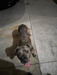 Found/Stray Male Dog last seen Garvey Ave. & La Madera Ave.., El Monte, CA 91731