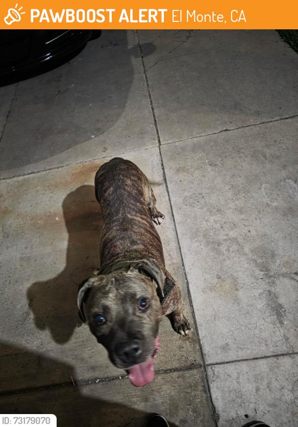 Found/Stray Male Dog last seen Garvey Ave. & La Madera Ave.., El Monte, CA 91731
