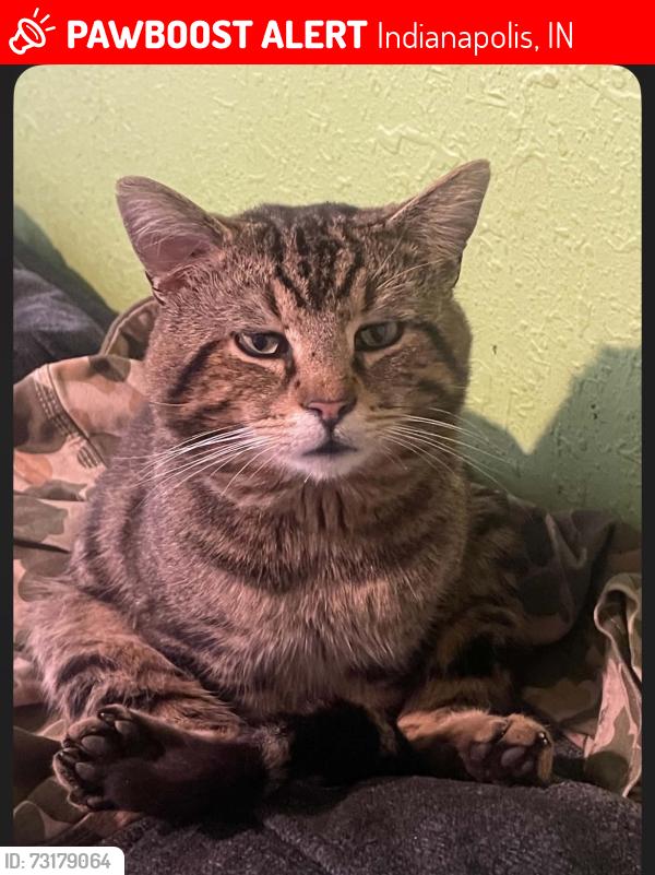 Lost Male Cat last seen Near Pershing Ave and near a ally way, Indianapolis, IN 46222