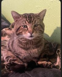 Lost Male Cat last seen Near Pershing Ave and near a ally way, Indianapolis, IN 46222