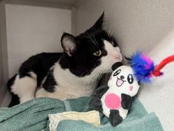 Shelter Stray Male Cat last seen Apt 2G,1717 Bryant Avenue, BRONX, NY, 10460, 326 E 110th St, New York, NY 10029, USA