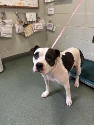 Shelter Stray Male Dog last seen Cricklewood Drive, North Chesterfield, VA, 23234, 9300 Public Works Rd, Chesterfield, VA 23832, USA