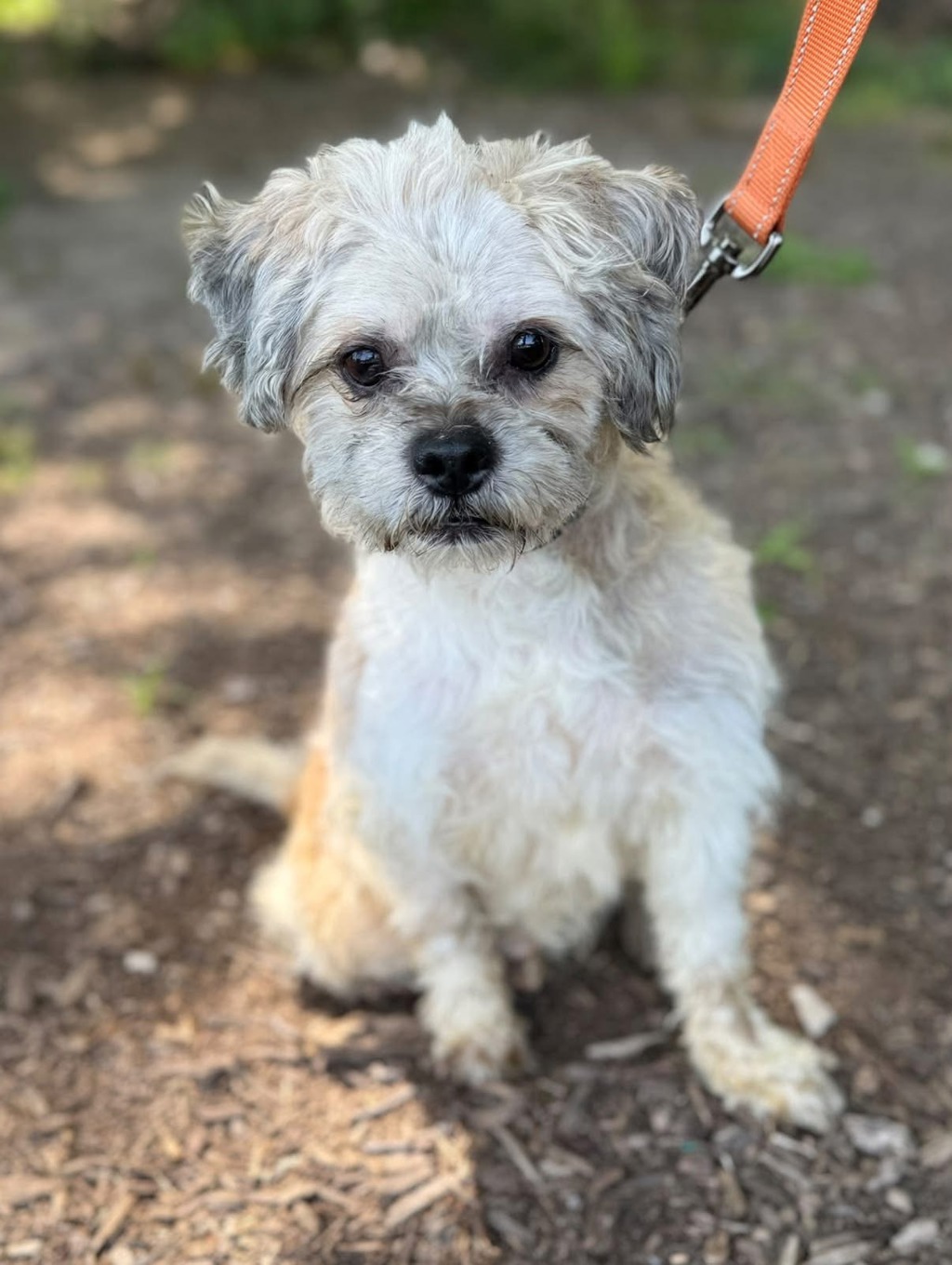 Shelter Stray Male Dog last seen Near Donaldson Avenue, SEVERN, MD, 21144, 411 Maxwell Frye Rd, Millersville, MD 21108, USA