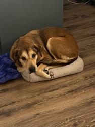 Lost Male Dog last seen Fishburn and bagdad, Grand Prairie, TX 75050