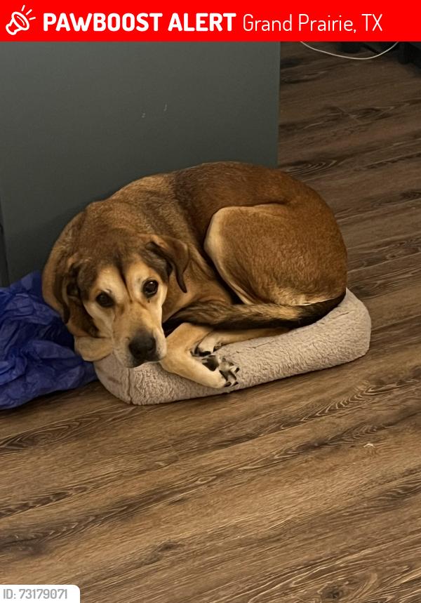 Lost Male Dog last seen Fishburn and bagdad, Grand Prairie, TX 75050