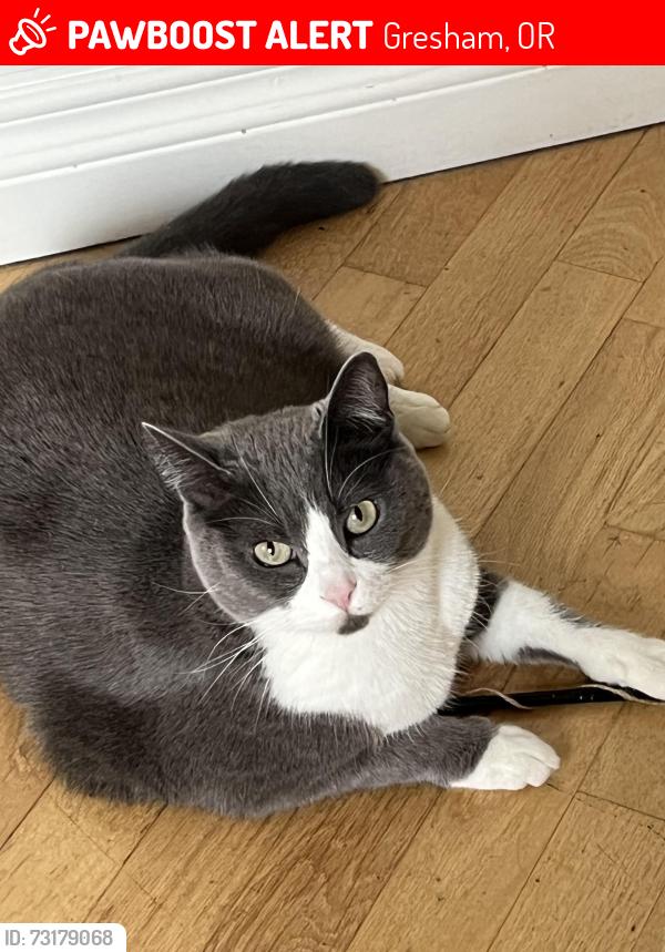 Lost Female Cat last seen Towle St.and Eastman Pkwy, Gresham, OR 97080