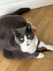 Lost Female Cat last seen Towle St.and Eastman Pkwy, Gresham, OR 97080
