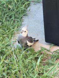 Found/Stray Unknown Bird last seen Knob Hill and Cross Bend, Plano, TX 75023