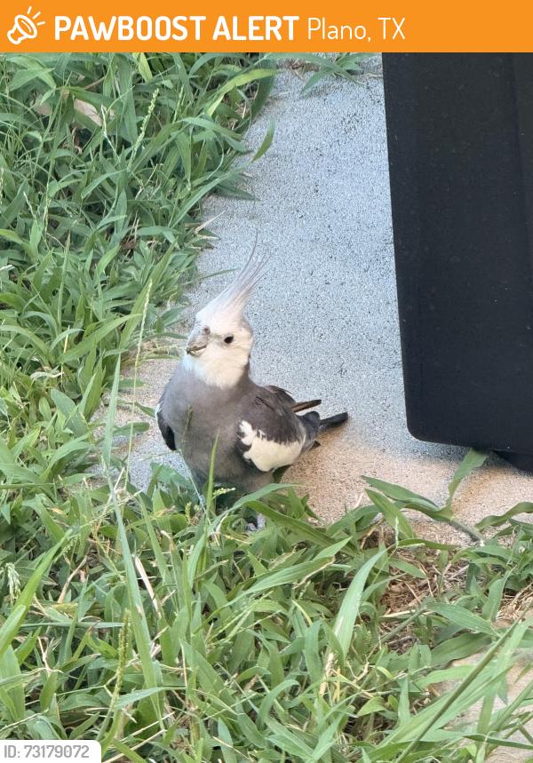Found/Stray Unknown Bird last seen Knob Hill and Cross Bend, Plano, TX 75023
