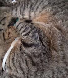 Lost Male Cat last seen havestraw new york 22 spring street, Haverstraw, NY 10927