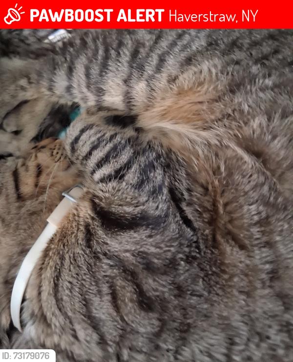 Lost Male Cat last seen havestraw new york 22 spring street, Haverstraw, NY 10927