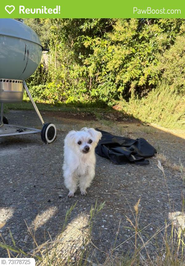 Reunited Female Dog last seen Ayer’s & concord blvd, Concord, CA 94521