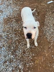 Lost Male Dog last seen Near hwy 212, covington, GA 30016, Covington, GA 30016