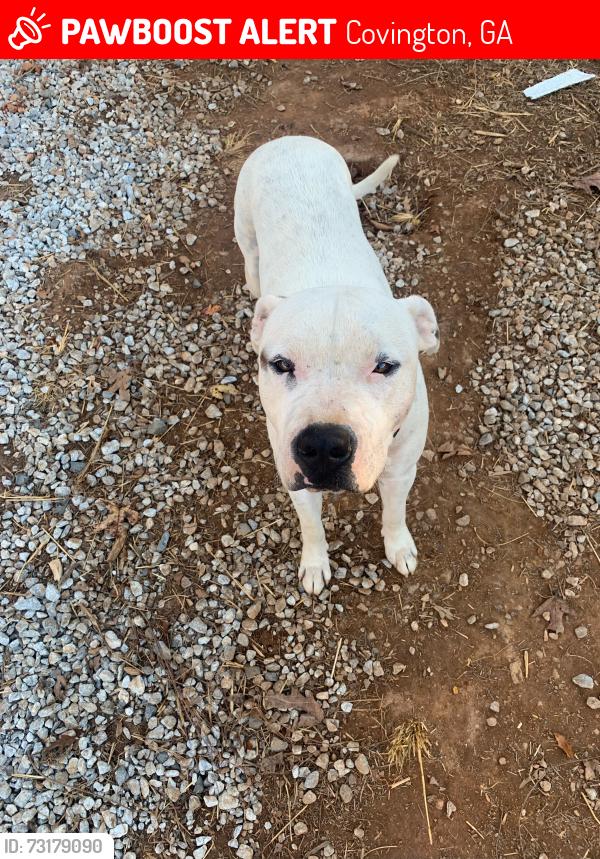 Lost Male Dog last seen Near hwy 212, covington, GA 30016, Covington, GA 30016