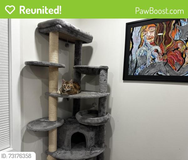 Reunited Female Cat last seen Edgemoor Pl, Oakland, CA 94605