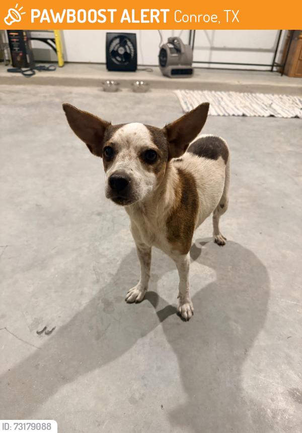 Found/Stray Female Dog last seen FM 1314 / Artavia Parkway, Conroe, TX 77301