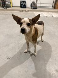 Found/Stray Female Dog last seen FM 1314 / Artavia Parkway, Conroe, TX 77301