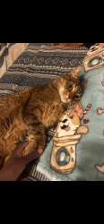Lost Female Cat last seen Near the one hotel beach boardwalk, Miami Beach, FL 33139