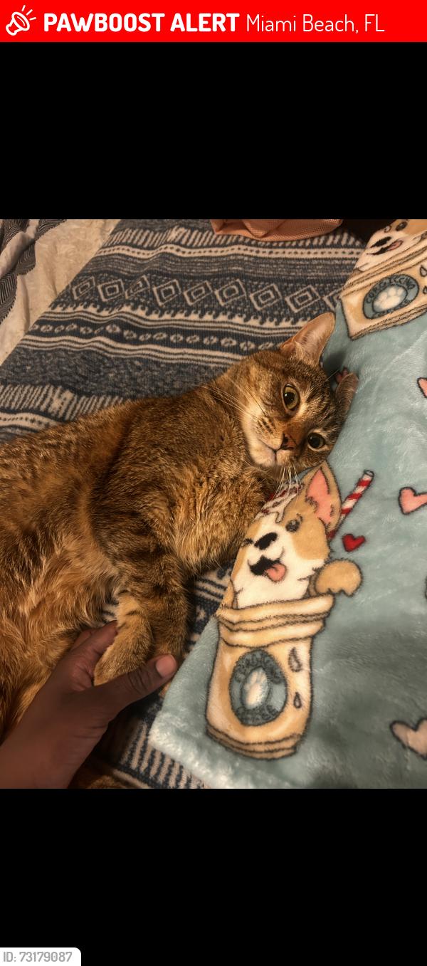 Lost Female Cat last seen Near the one hotel beach boardwalk, Miami Beach, FL 33139