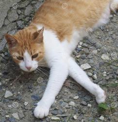 Lost Male Cat last seen Haslett and Hagadorn, East Lansing, MI 48823
