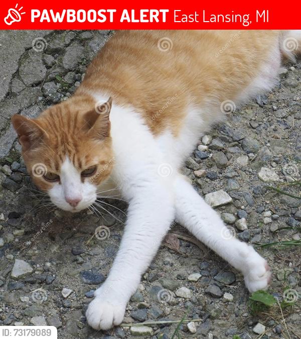 Lost Male Cat last seen Haslett and Hagadorn, East Lansing, MI 48823